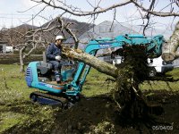 果樹更新・抜根・園地整備など（４月上旬）